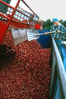 Cranberries being unloaded at Oceanspray receiving station. Photo by Maggie Holtzberg.