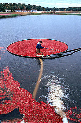 Cranberry harvest in Lakeville, Massachusetts. Photo by Maggie Holtzberg.